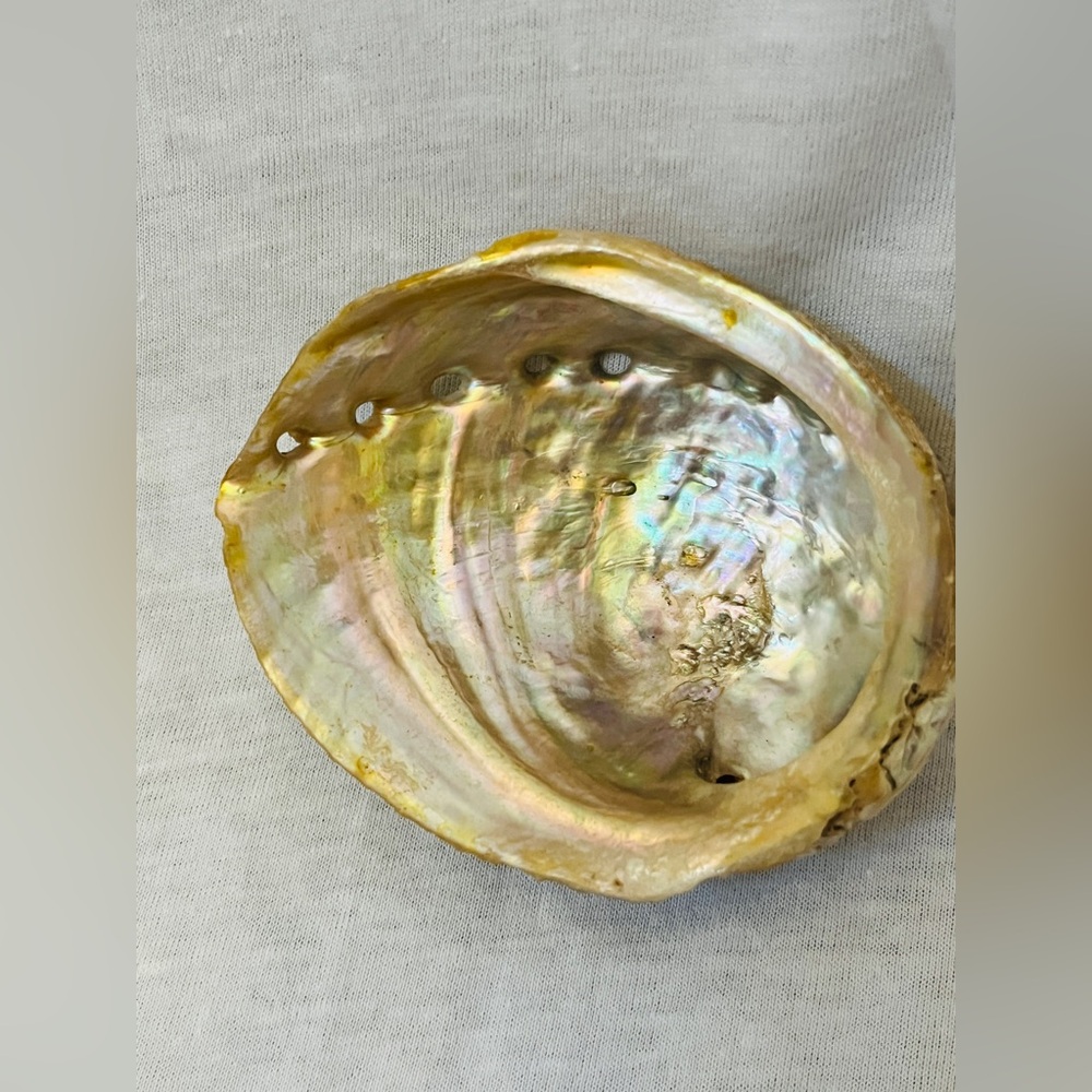 Iridescent Abalone Shell 3 inches